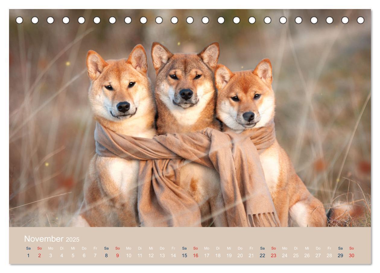 Bild: 9783457234181 | Shiba Inu - mutig, treu, selbstbewusst (Tischkalender 2025 DIN A5...