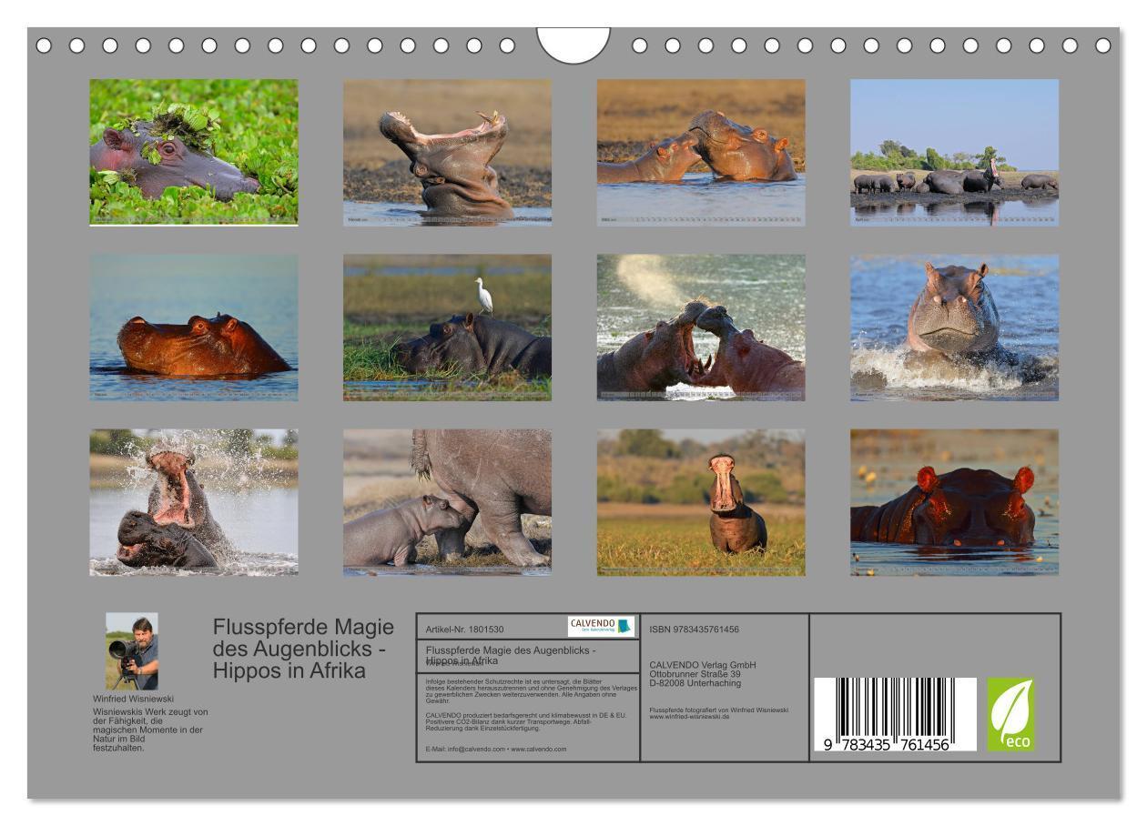 Bild: 9783435761456 | Flusspferde Magie des Augenblicks - Hippos in Afrika (Wandkalender...