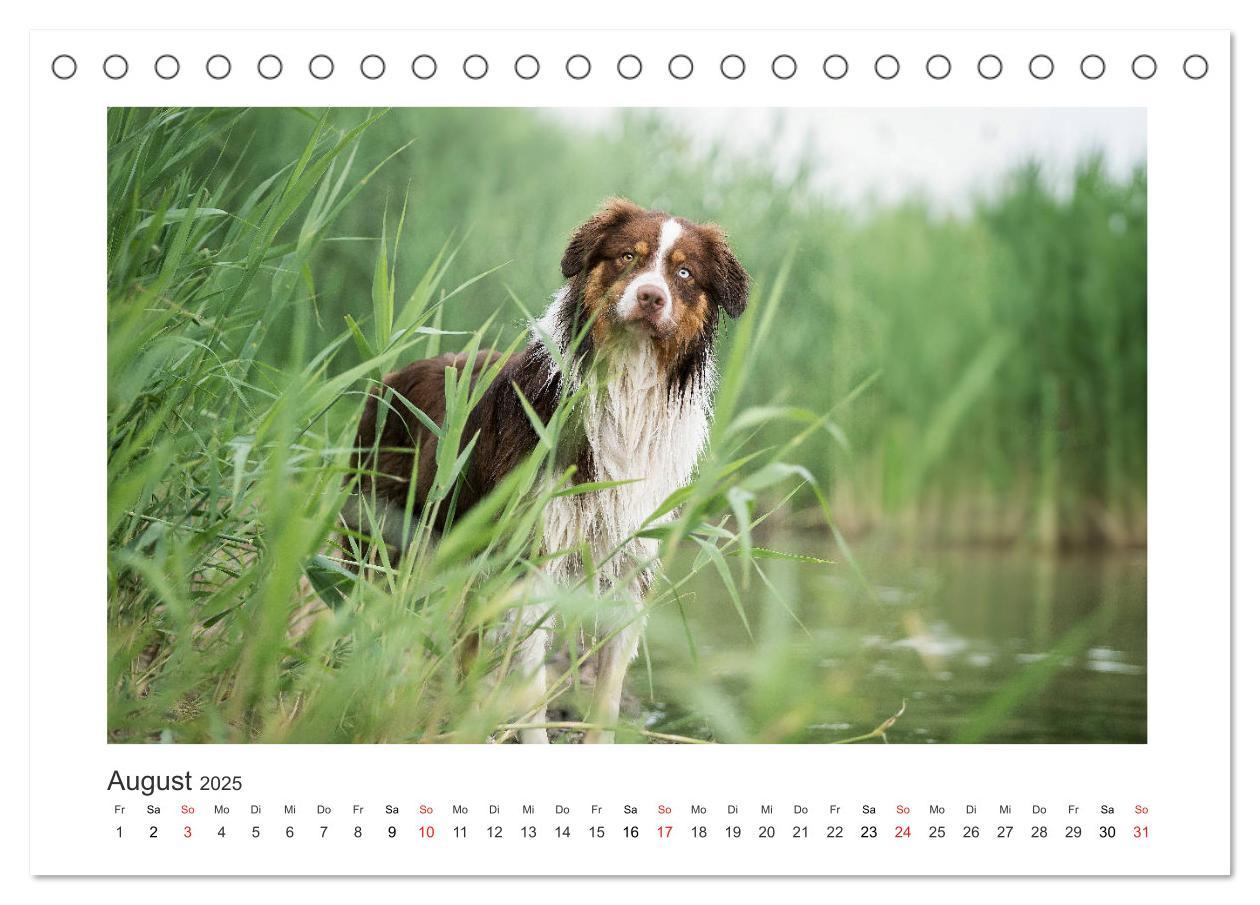 Bild: 9783435179954 | Herzensaussies - Australian Shepherd (Tischkalender 2025 DIN A5...