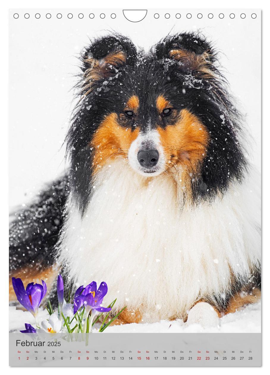 Bild: 9783457159118 | Traumhund Collie - Liebe auf vier Pfoten (Wandkalender 2025 DIN A4...