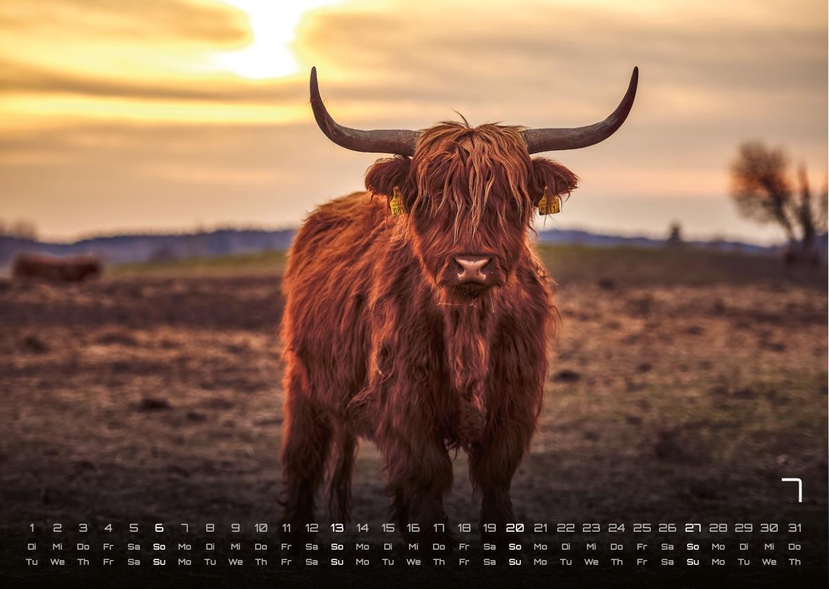 Bild: 9783986734381 | Afrikas Tierwelt - Der Tierkalender - 2025 - Kalender DIN A3 | 15 S.