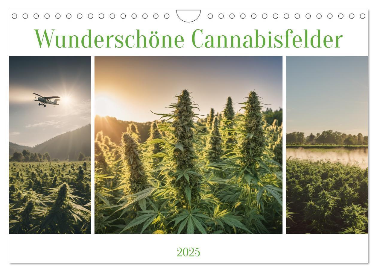 Cover: 9783383807060 | Wunderschöne Cannabisfelder (Wandkalender 2025 DIN A4 quer),...