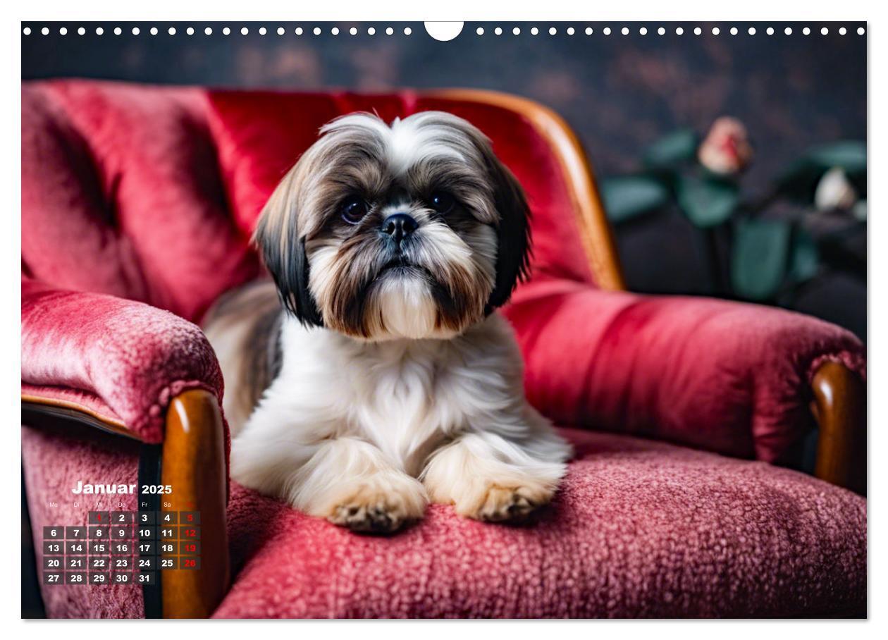 Bild: 9783435646555 | Shih Tzu - der wuschelige Hund aus Tibet (Wandkalender 2025 DIN A3...