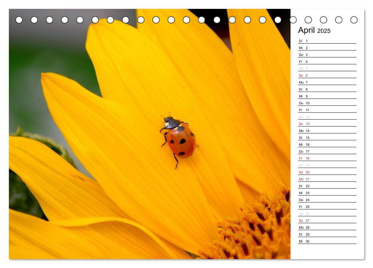 Bild: 9783435786343 | Marienkäfer 2025 (Tischkalender 2025 DIN A5 quer), CALVENDO...
