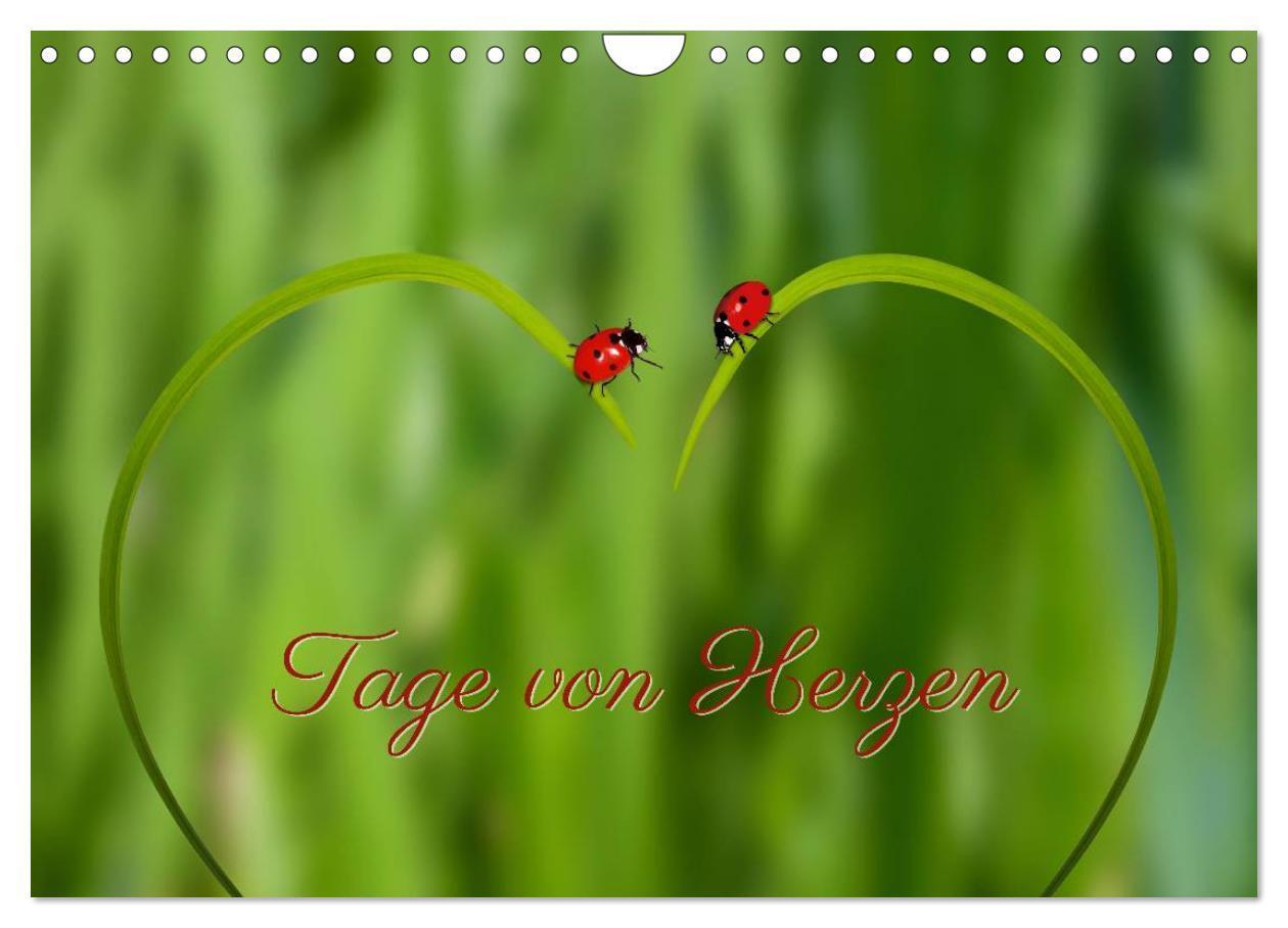 Cover: 9783435622108 | Tage von Herzen (Wandkalender 2025 DIN A4 quer), CALVENDO...