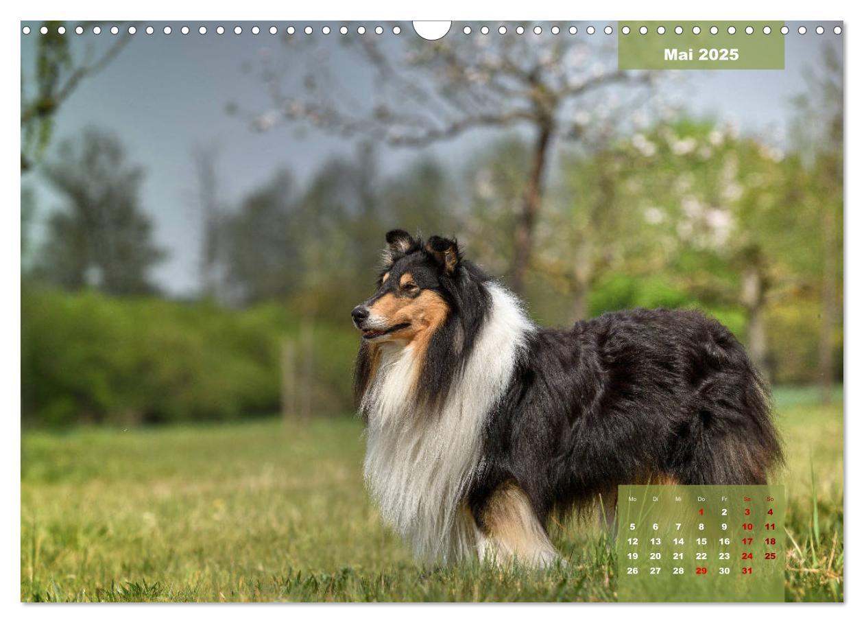 Bild: 9783435110629 | Typisch Collie (Wandkalender 2025 DIN A3 quer), CALVENDO...