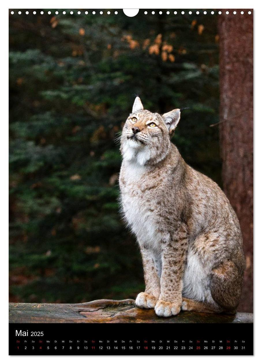 Bild: 9783457007044 | Der Luchs - Europas größte Samtpfote (Wandkalender 2025 DIN A3...