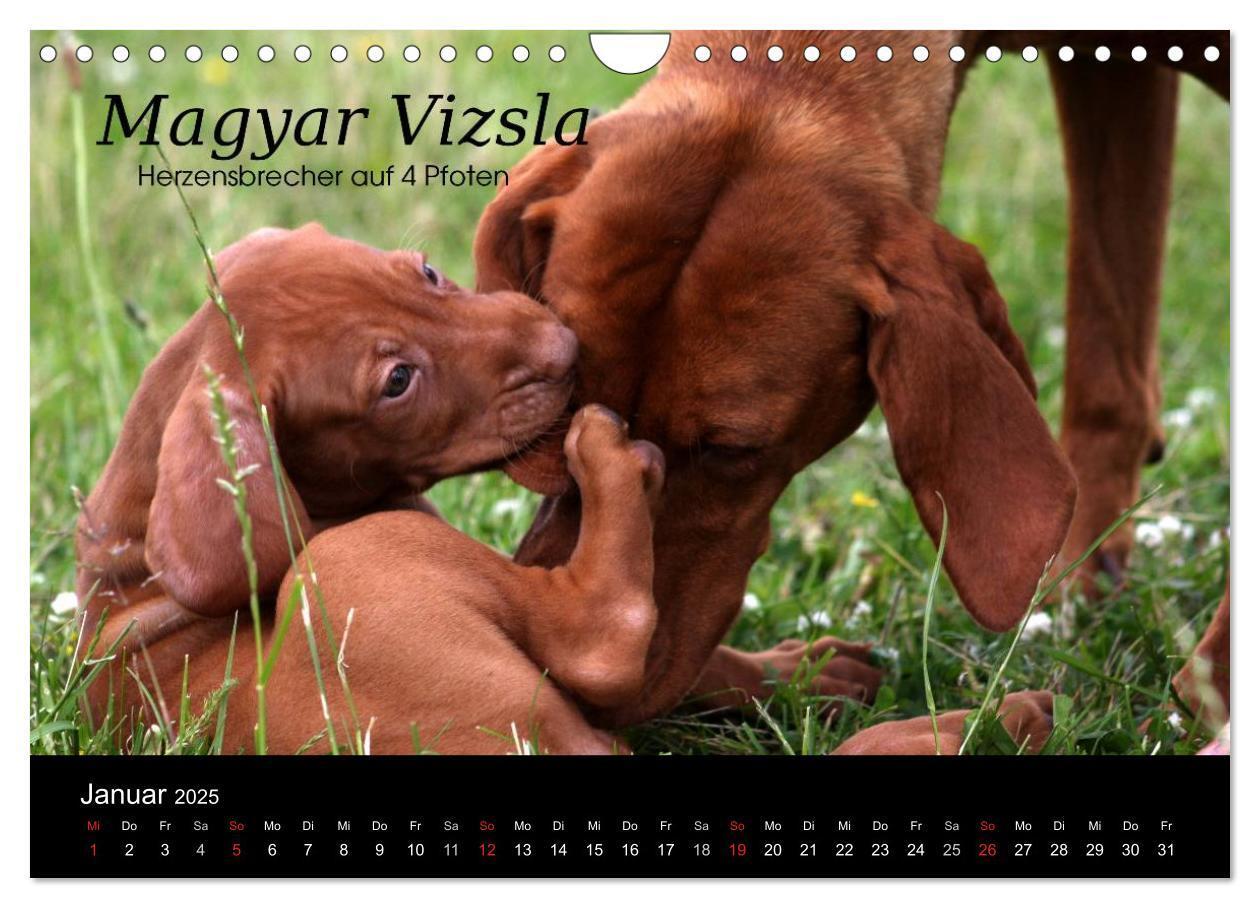 Bild: 9783435518968 | Magyar Vizsla - Zauberhafte Kobolde (Wandkalender 2025 DIN A4...