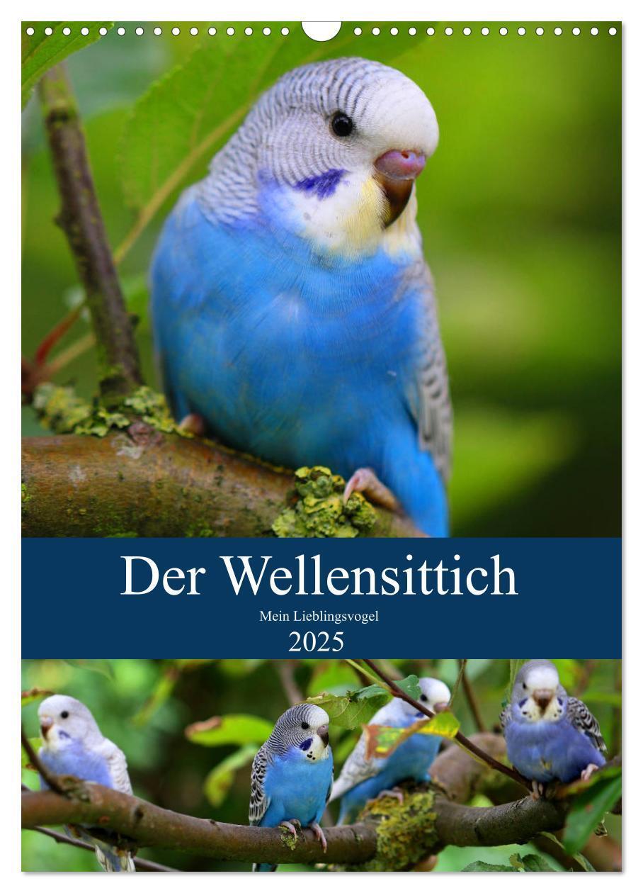 Cover: 9783435936717 | Der Wellensittich - Mein Lieblingsvogel (Wandkalender 2025 DIN A3...