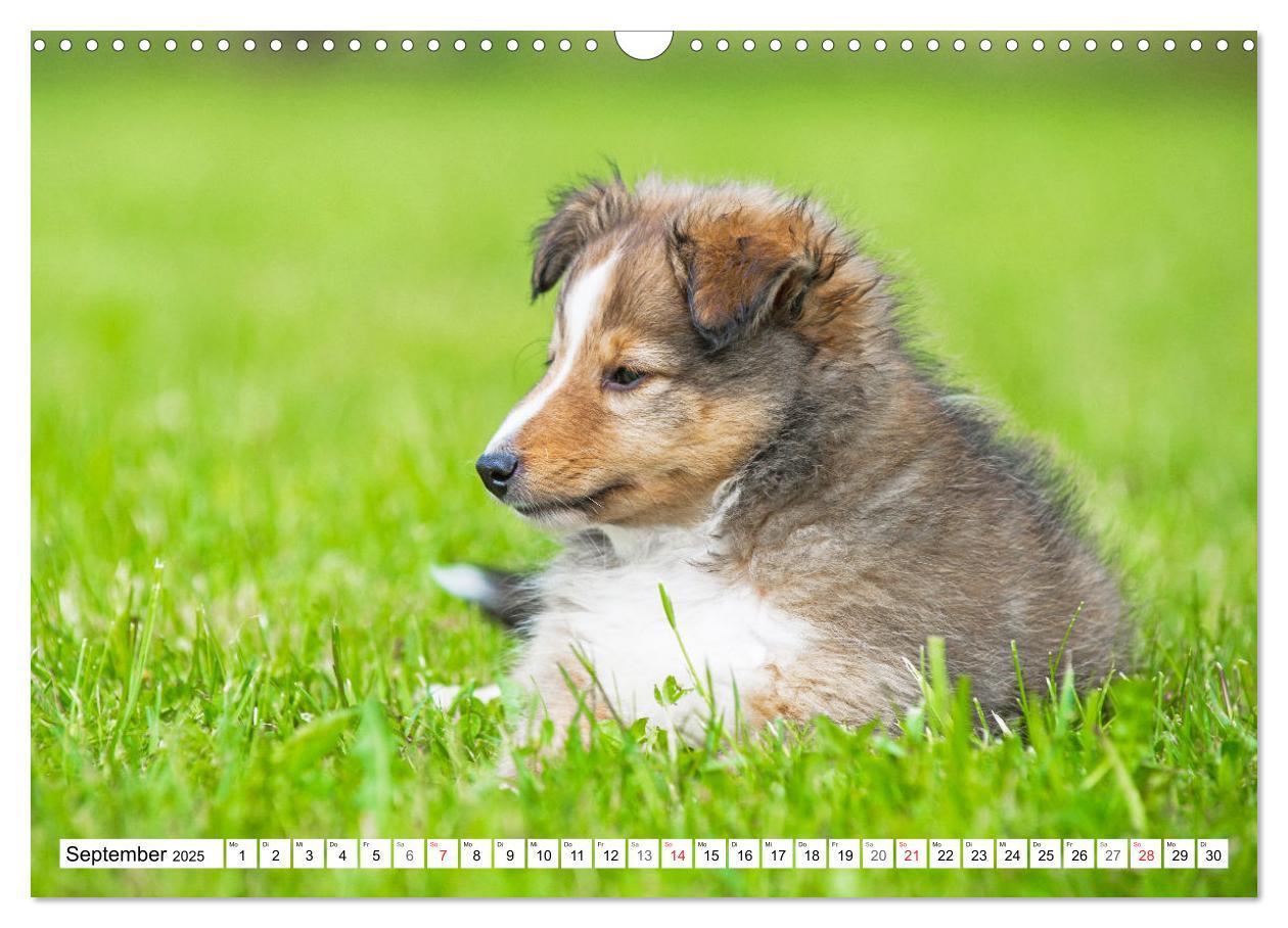 Bild: 9783435131648 | Hütehund der Shetland Inseln - Shetland Sheepdog (Wandkalender 2025...