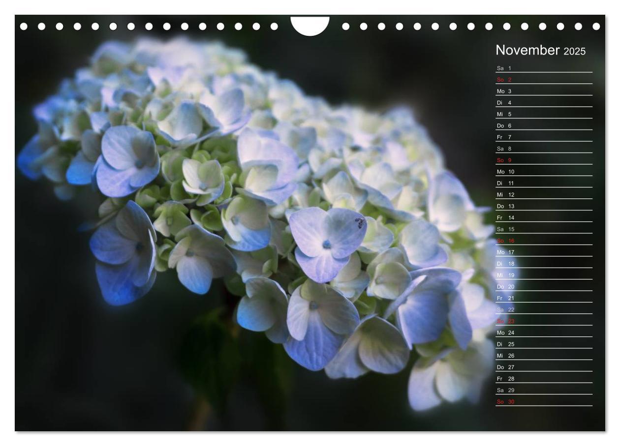 Bild: 9783435507412 | Die Hortensie und ihre vielen Gesichter (Wandkalender 2025 DIN A4...