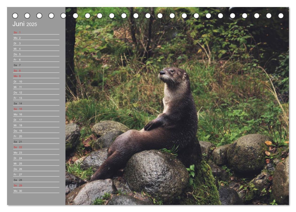 Bild: 9783435548415 | Otter. Frech, laut und clever (Tischkalender 2025 DIN A5 quer),...