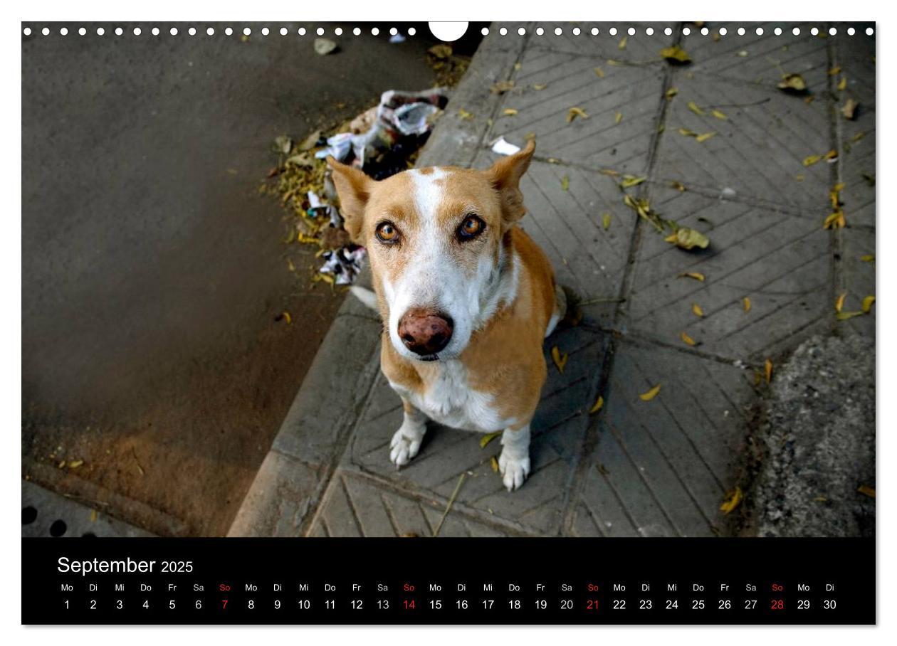 Bild: 9783435801435 | Straßenhunde (Wandkalender 2025 DIN A3 quer), CALVENDO Monatskalender