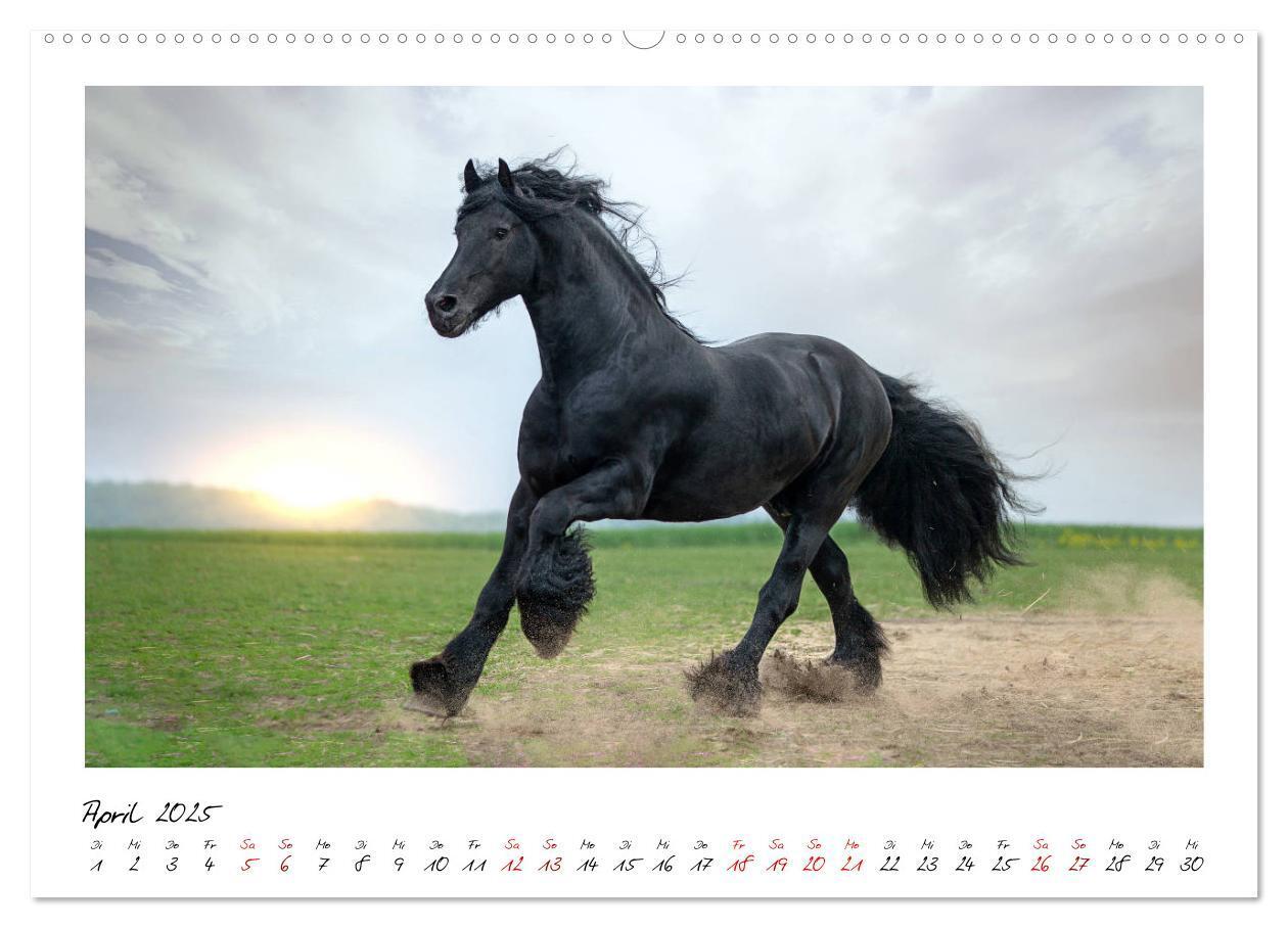 Bild: 9783435235407 | Friesen - stolze Giganten (Wandkalender 2025 DIN A2 quer), CALVENDO...