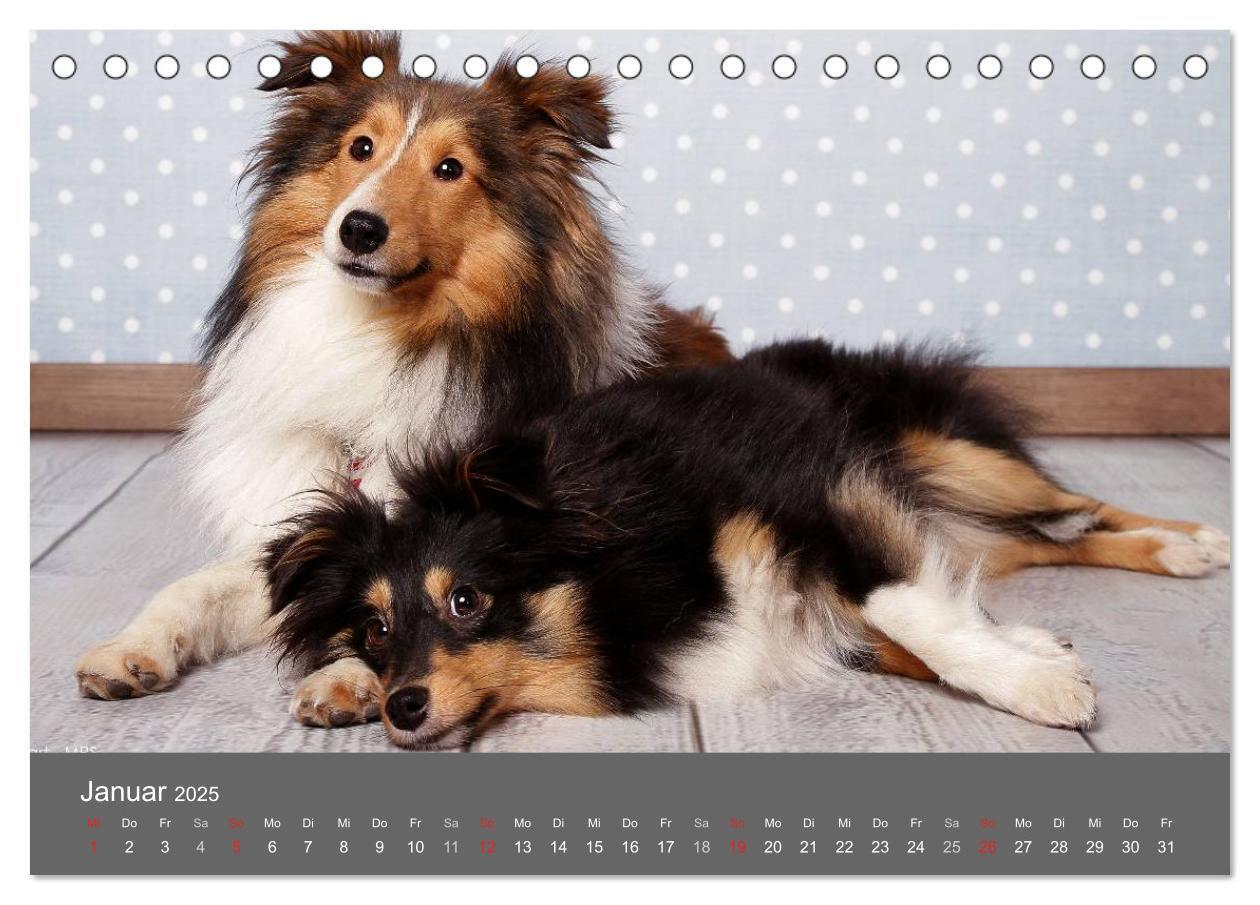 Bild: 9783435709786 | Shelties : Charmeure auf 4 Pfoten (Tischkalender 2025 DIN A5 quer),...