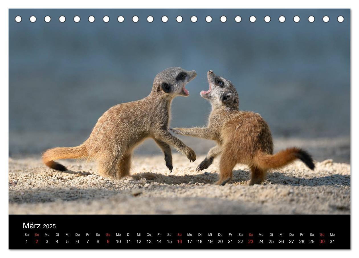 Bild: 9783435781386 | Lustige Erdmännchen (Tischkalender 2025 DIN A5 quer), CALVENDO...