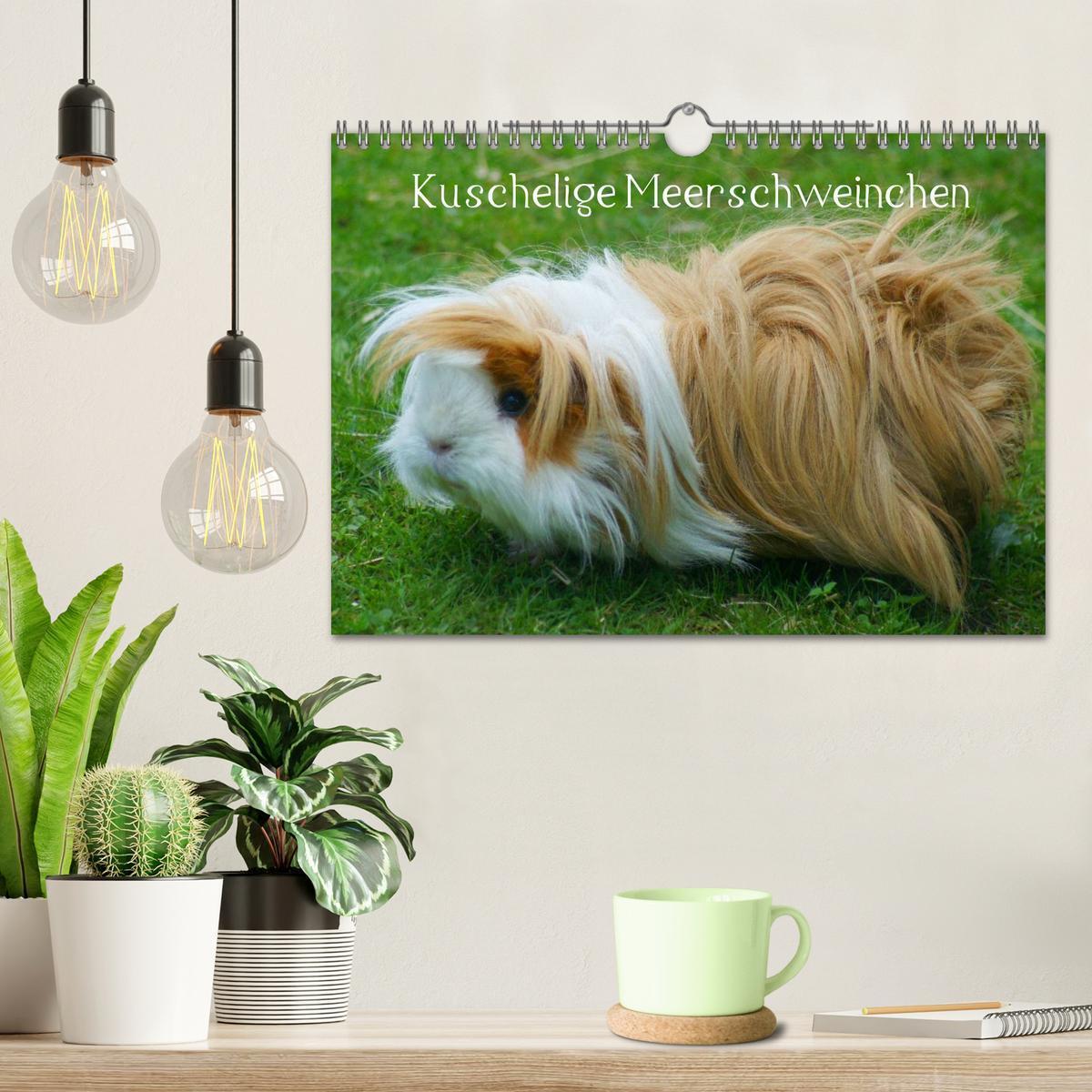 Bild: 9783435792467 | Kuschelige Meerschweinchen (Wandkalender 2025 DIN A4 quer),...