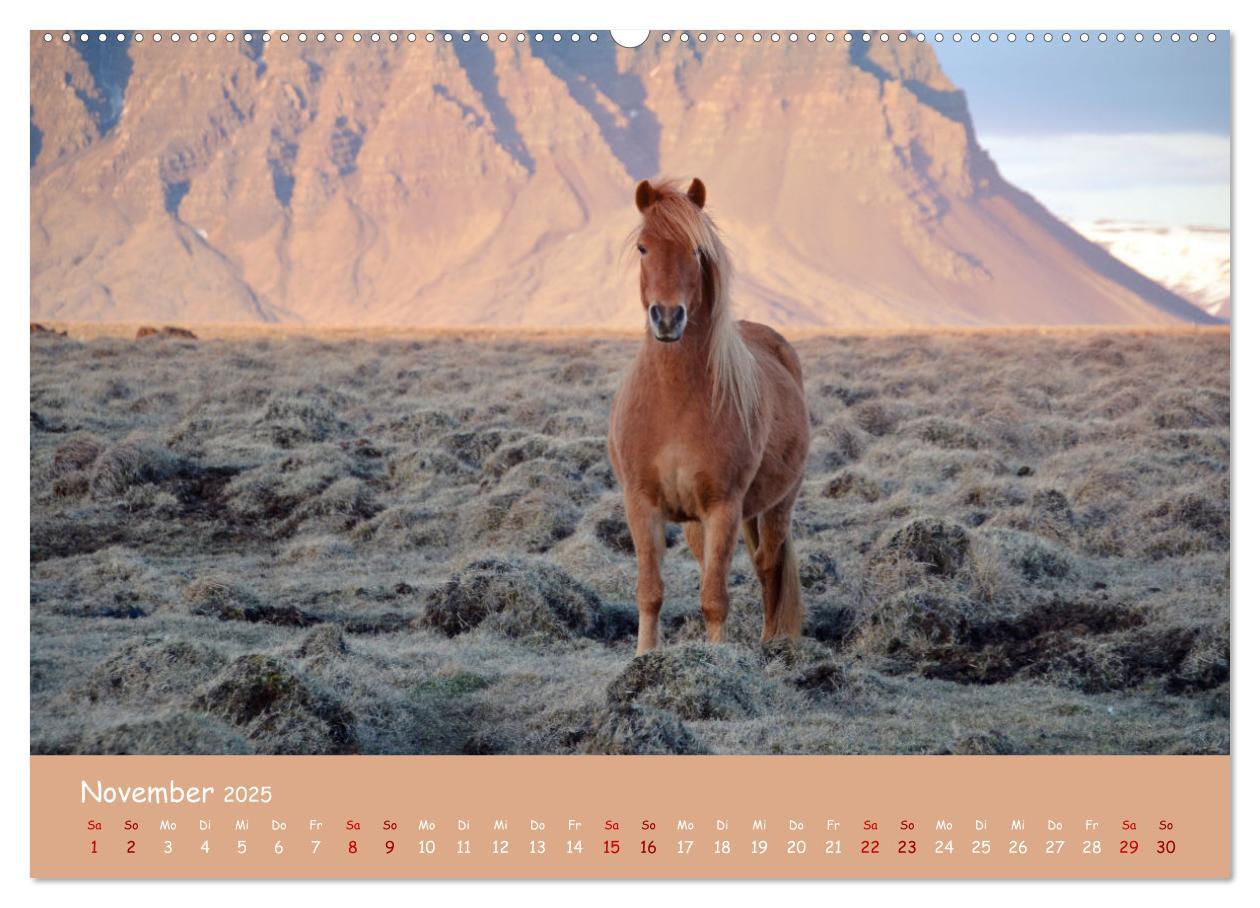 Bild: 9783435071364 | Das Islandpferd (Wandkalender 2025 DIN A2 quer), CALVENDO...