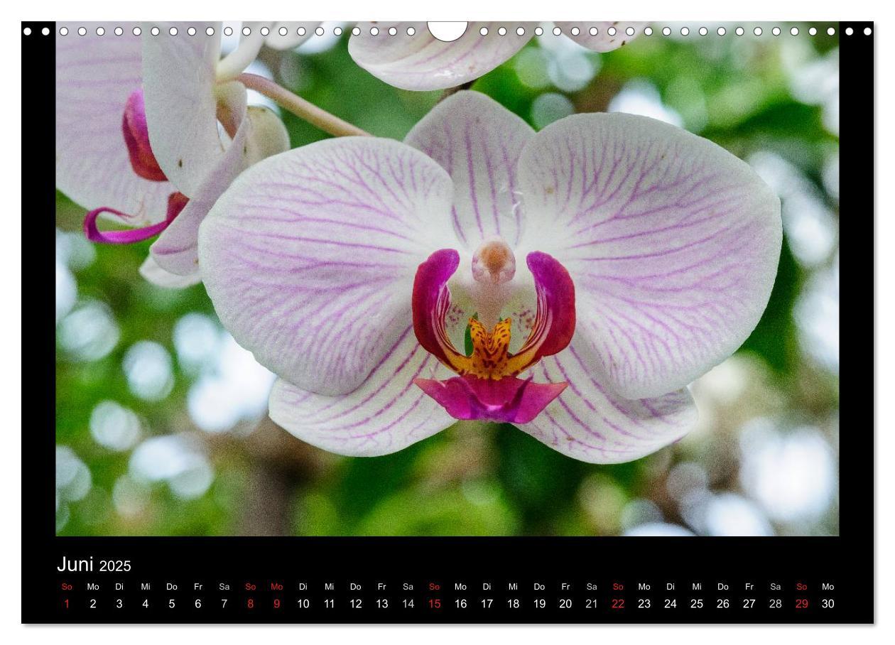 Bild: 9783435598915 | Wunderbare Orchideen (Wandkalender 2025 DIN A3 quer), CALVENDO...