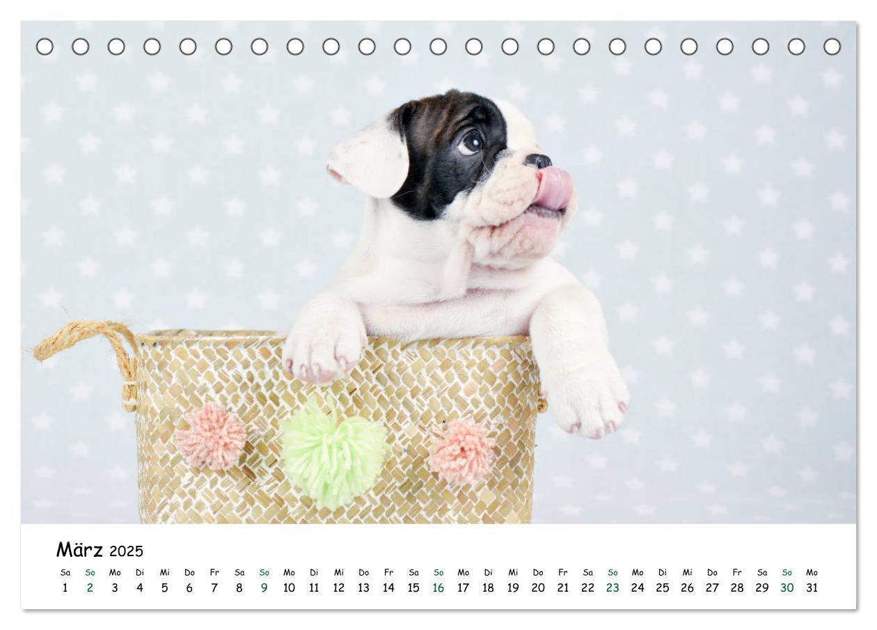 Bild: 9783435322923 | Baby Pfoten (Tischkalender 2025 DIN A5 quer), CALVENDO Monatskalender