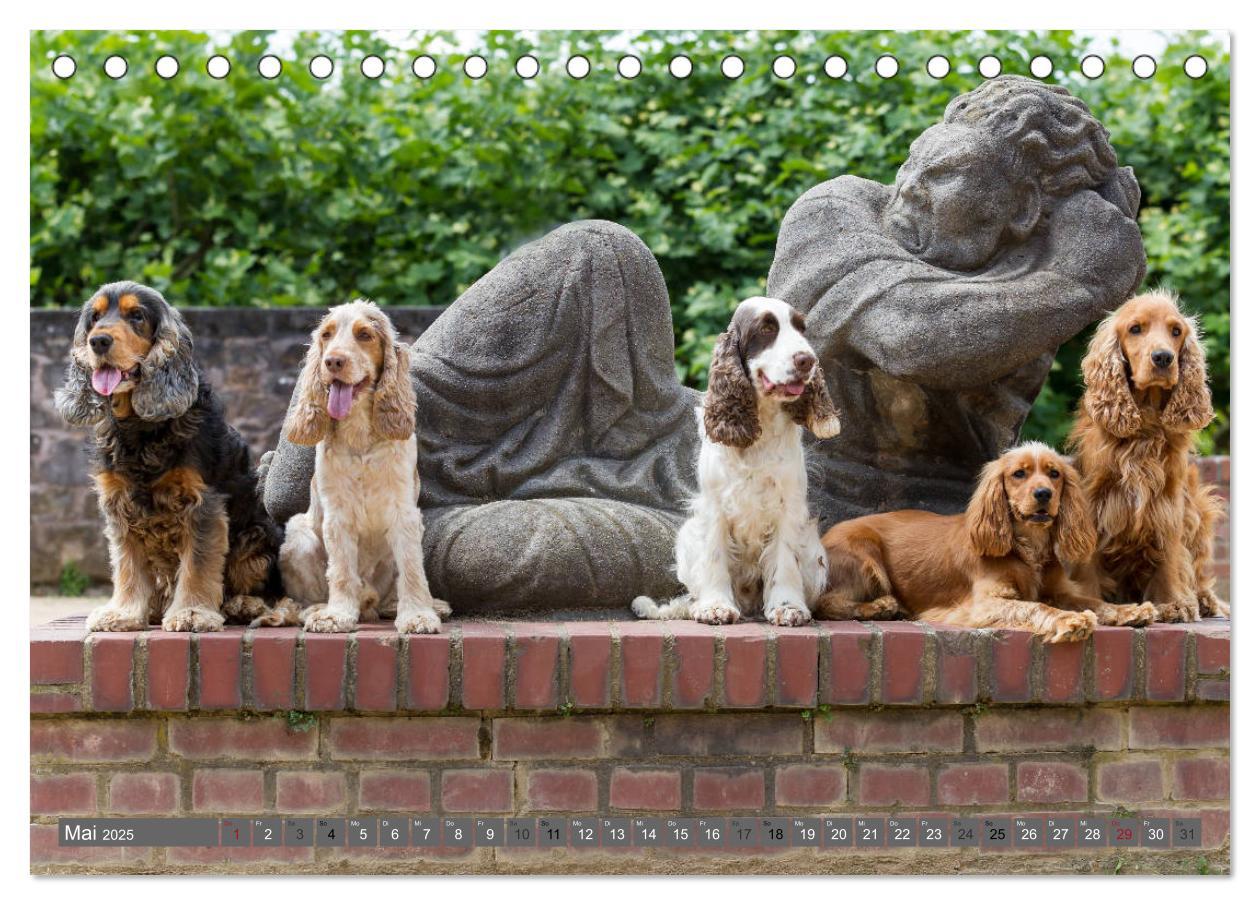 Bild: 9783435446605 | English Cocker Spaniels - Ein Spaziergang im Park (Tischkalender...