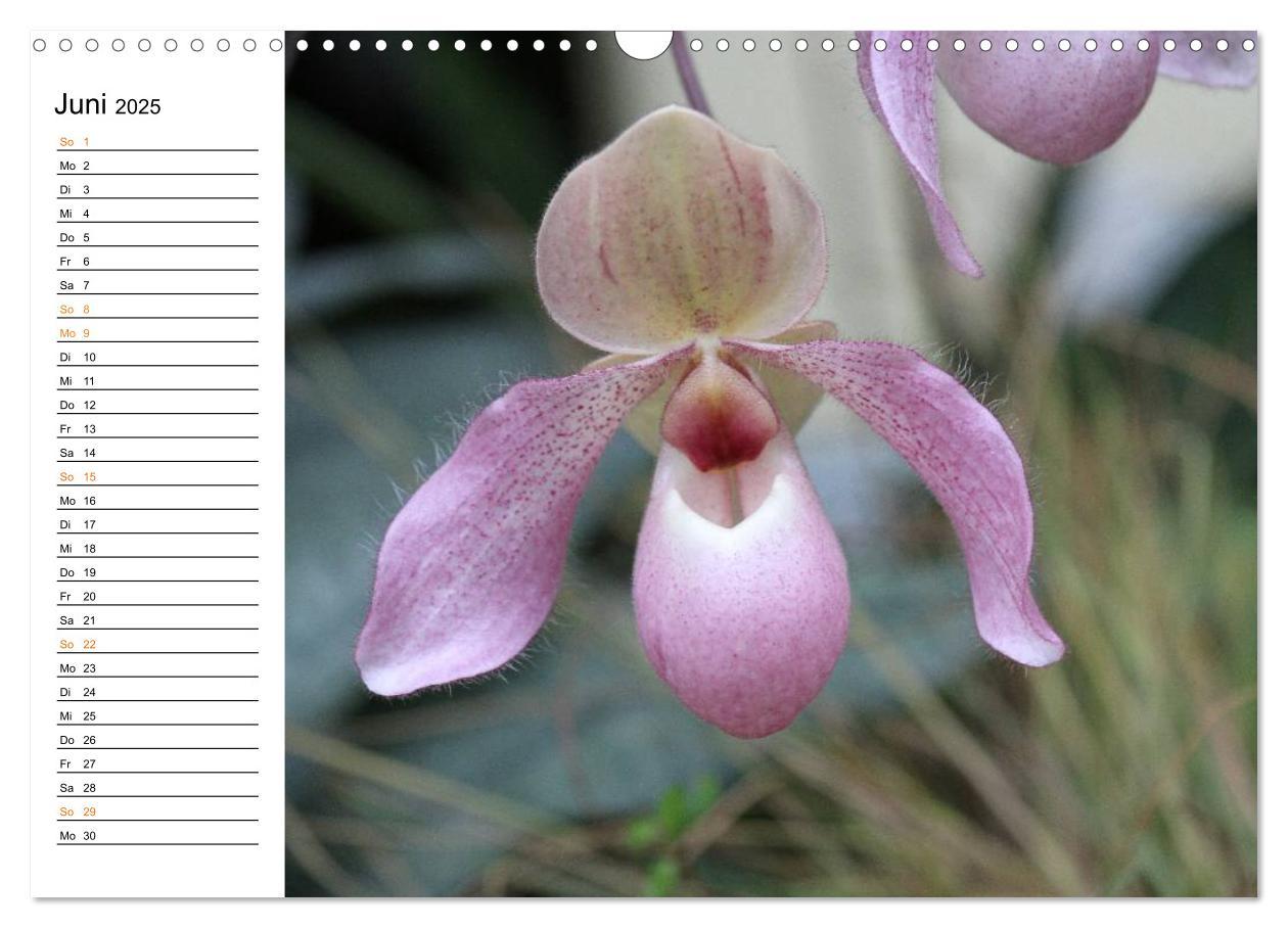 Bild: 9783435532780 | Prachtvolle Orchideen (Wandkalender 2025 DIN A3 quer), CALVENDO...