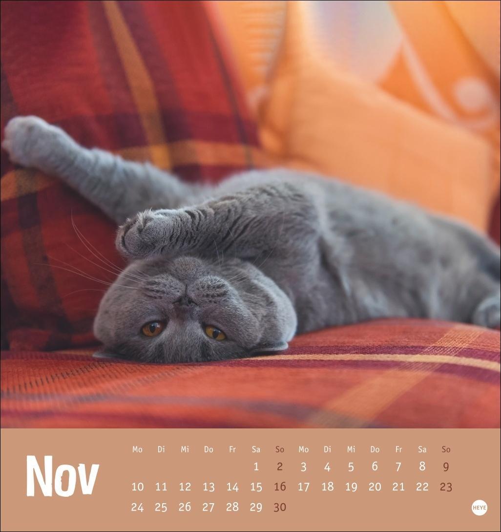 Bild: 9783756407088 | Tierisch entspannte Katzen Postkartenkalender 2025 | Heye | Kalender