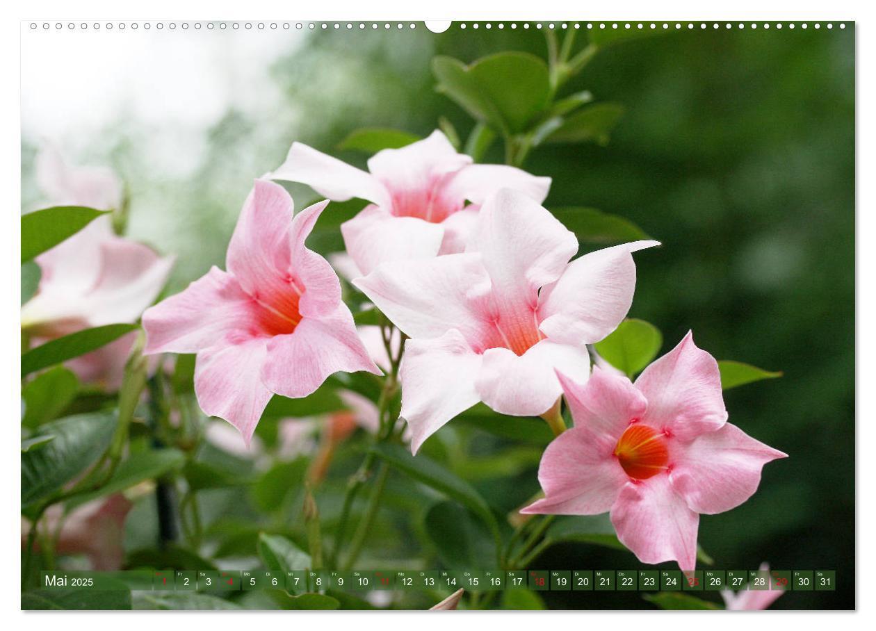 Bild: 9783435172122 | Beschwingte Blumenwelt (Wandkalender 2025 DIN A2 quer), CALVENDO...