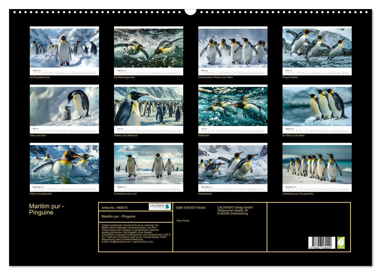 Bild: 9783457164440 | Maritim pur - Pinguine (Wandkalender 2025 DIN A2 quer), CALVENDO...