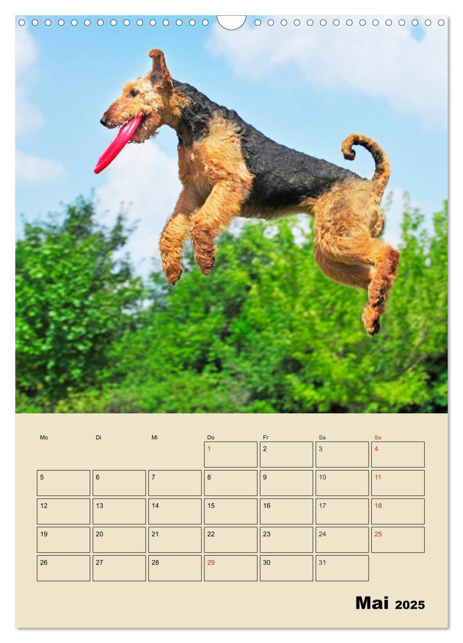 Bild: 9783435960361 | Airedale Terrier - Temperament auf 4 Pfoten (Wandkalender 2025 DIN...