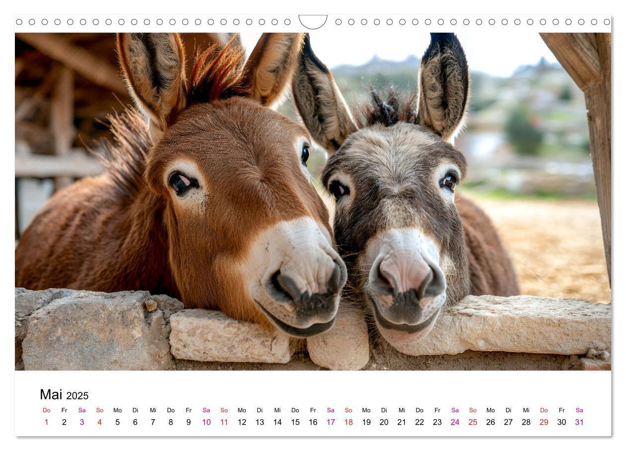 Bild: 9783457215197 | Esel - neugierige Typen (Wandkalender 2025 DIN A3 quer), CALVENDO...