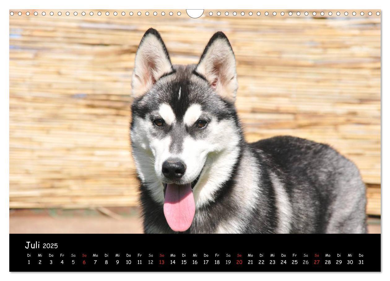 Bild: 9783435738939 | Huskys - Traumhunde (Wandkalender 2025 DIN A3 quer), CALVENDO...