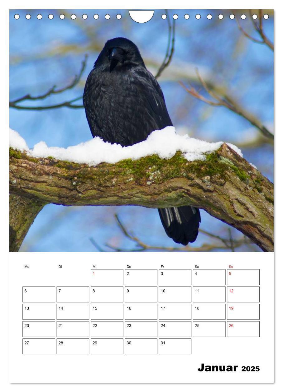 Bild: 9783457021088 | Rabenvögel Terminplaner (Wandkalender 2025 DIN A4 hoch), CALVENDO...