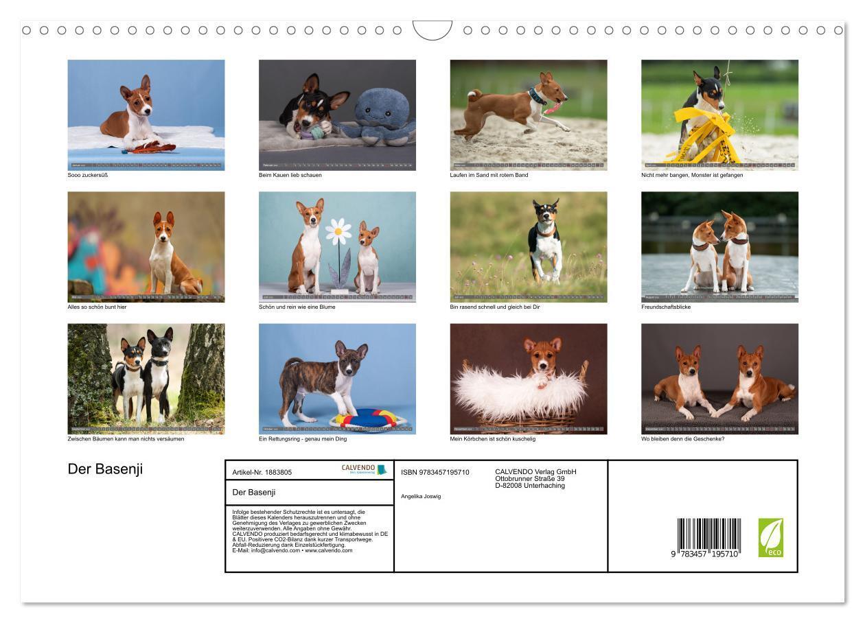 Bild: 9783457195710 | Der Basenji (Wandkalender 2025 DIN A3 quer), CALVENDO Monatskalender