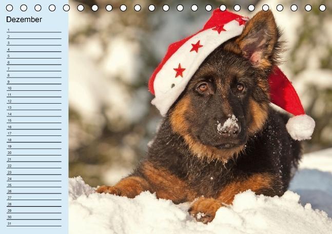 Bild: 9783660367836 | Der Schäferhunde-Geburtstagskalender (Tischkalender immerwährend...