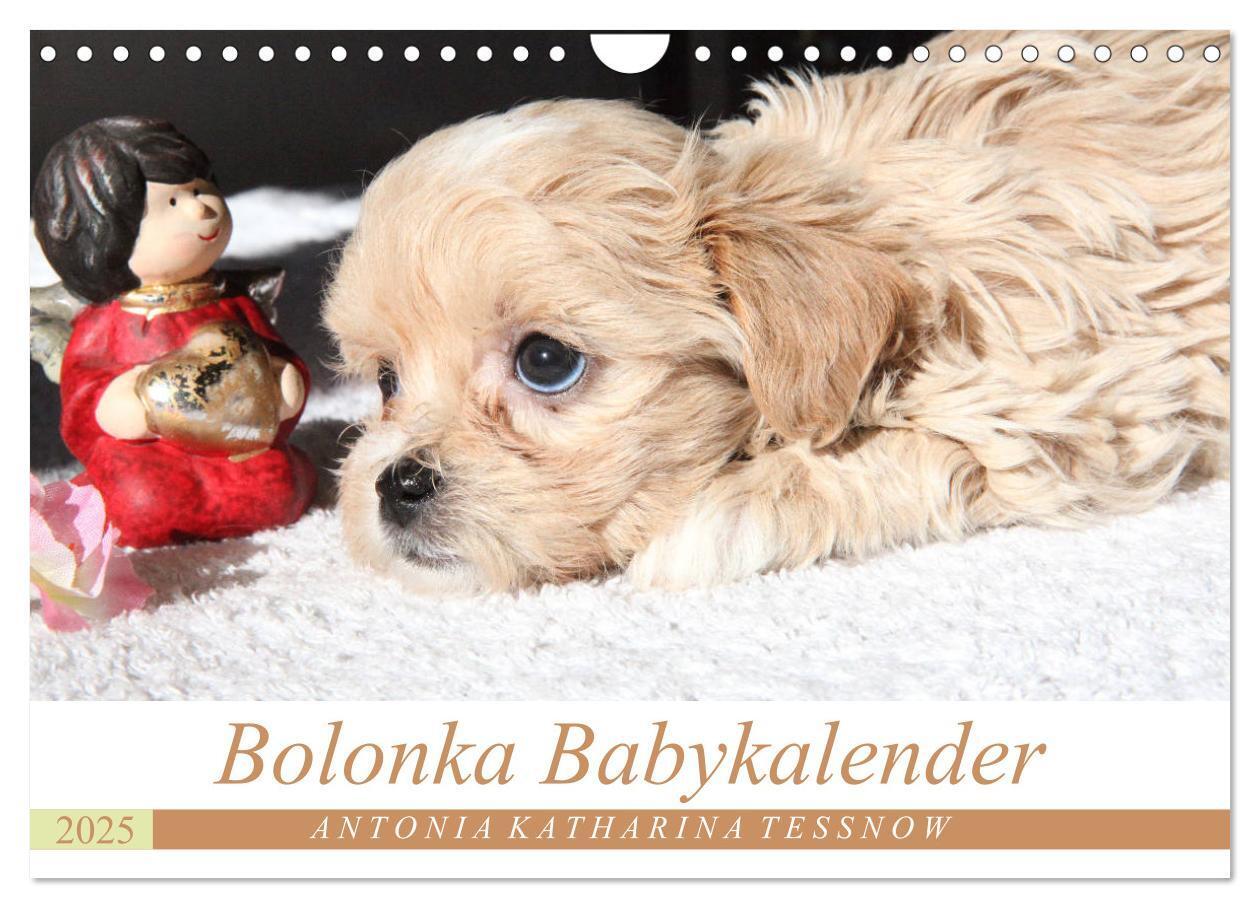 Cover: 9783435416141 | Bolonka Babykalender 2025 (Wandkalender 2025 DIN A4 quer), CALVENDO...