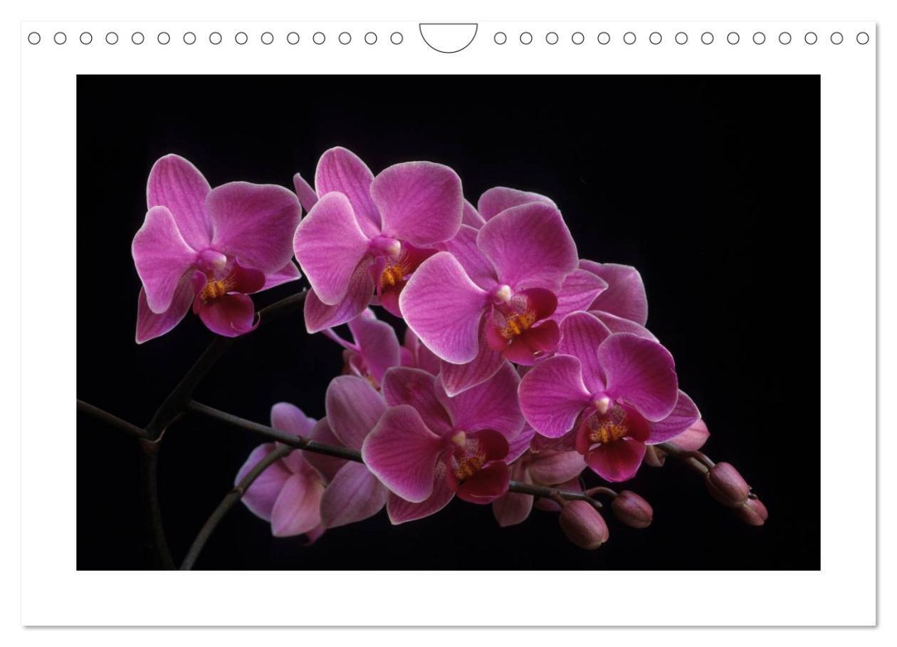 Bild: 9783435820474 | Orchideen 2025 (Wandkalender 2025 DIN A4 quer), CALVENDO...