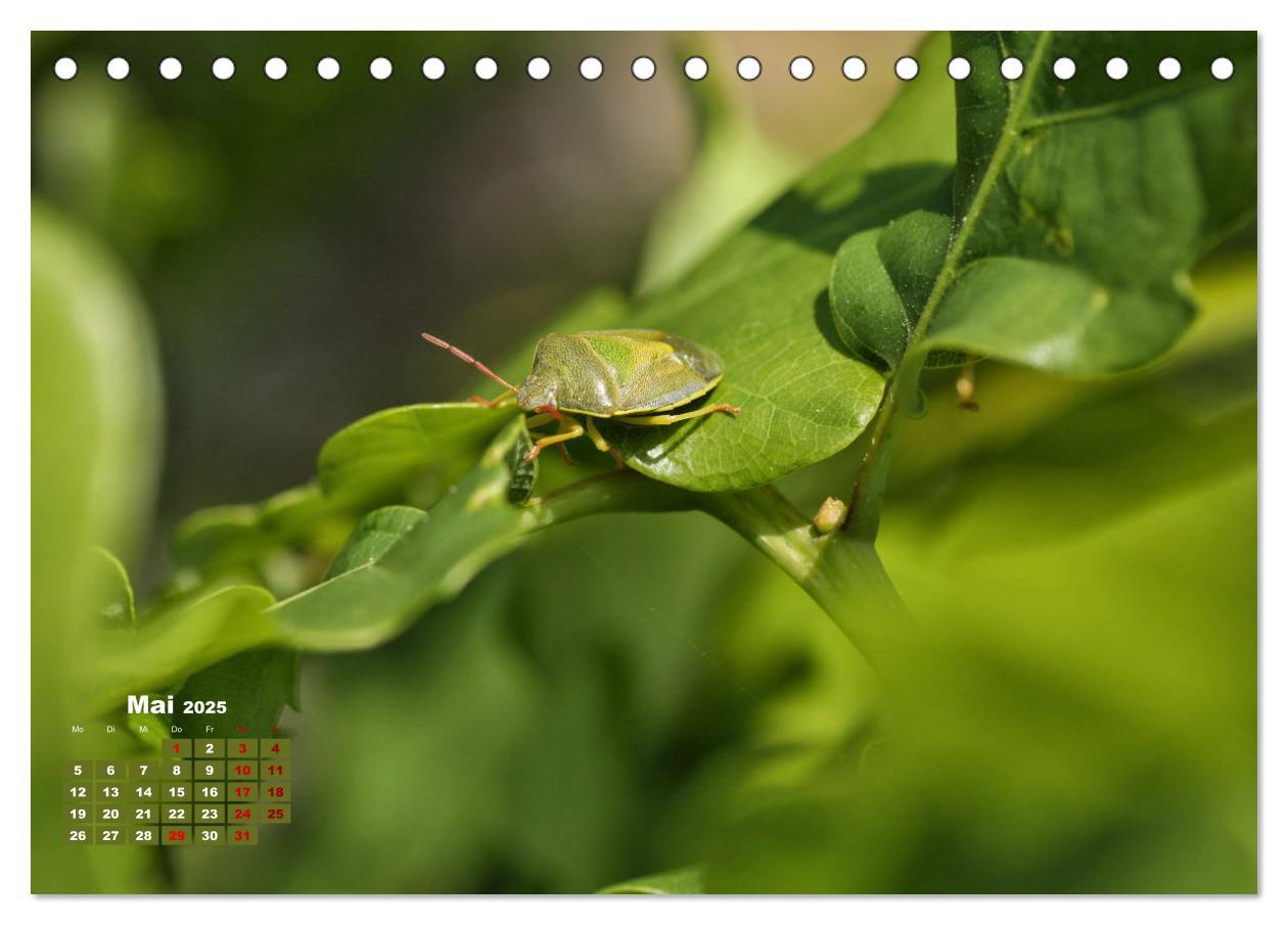 Bild: 9783383772054 | Klein aber oho. Die bunte Welt der Insekten (Tischkalender 2025 DIN...