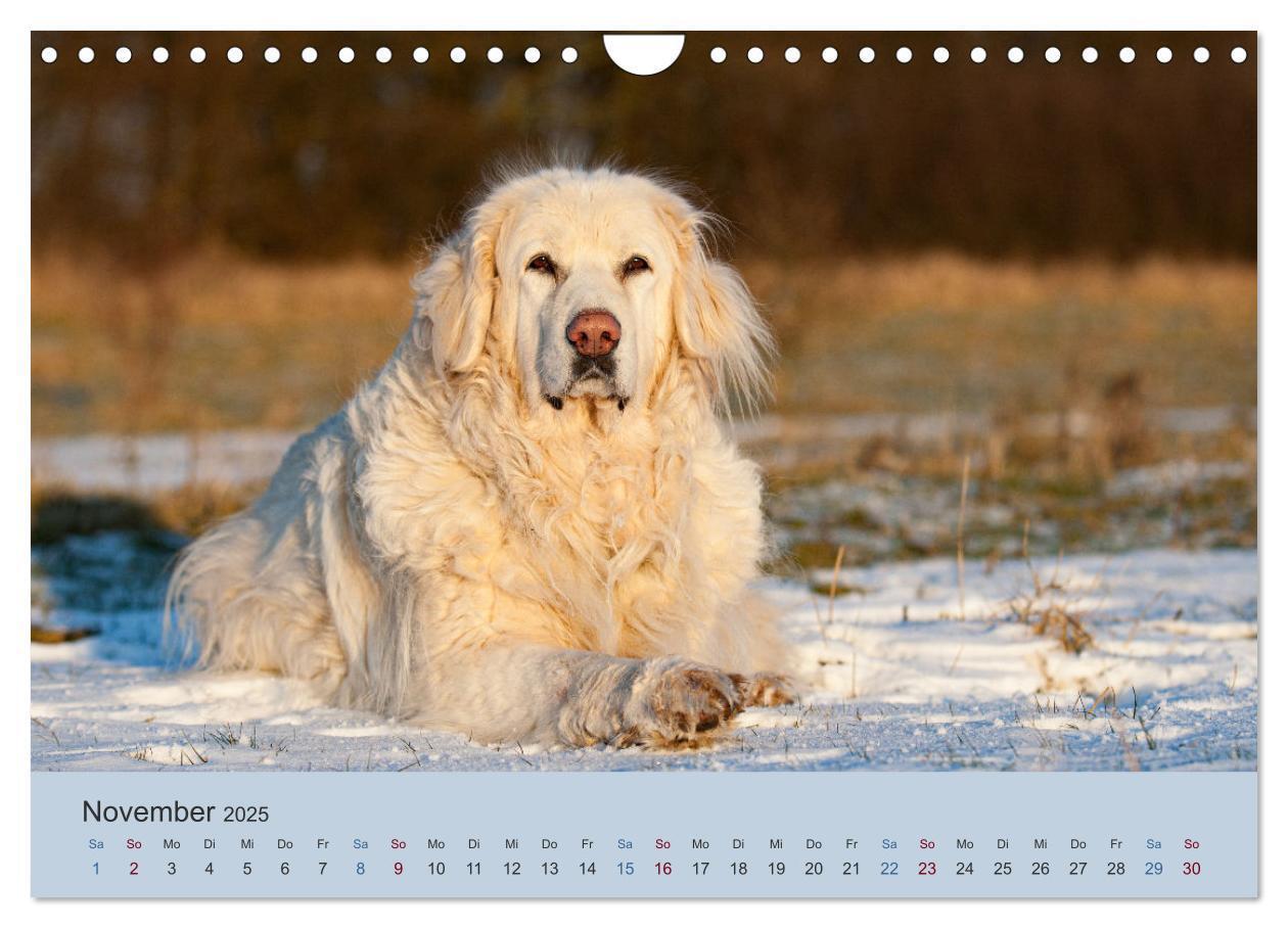 Bild: 9783435046553 | Kaukasischer Owtscharka (Wandkalender 2025 DIN A4 quer), CALVENDO...