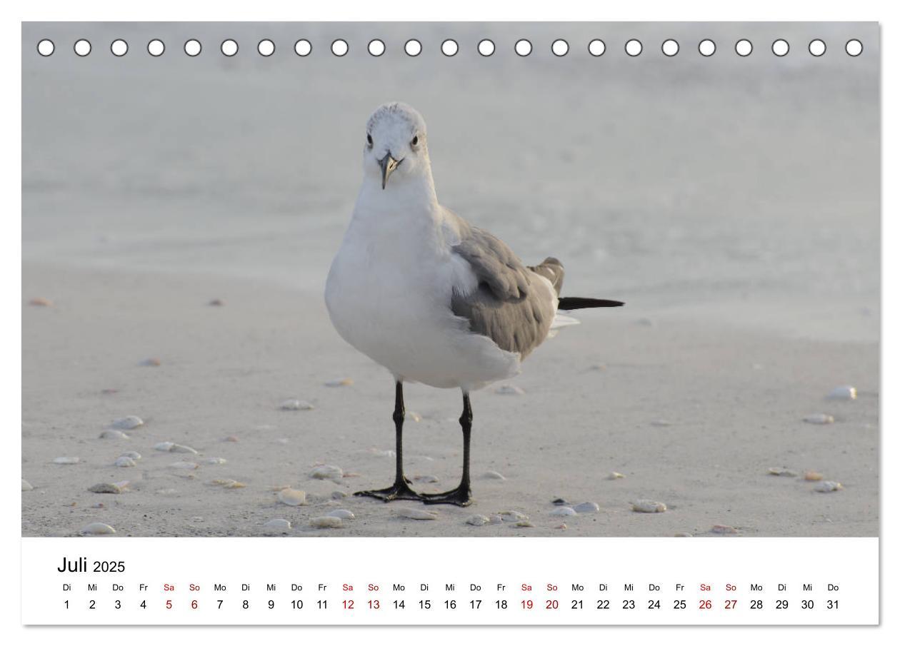 Bild: 9783435374564 | Möwen am Meer (Tischkalender 2025 DIN A5 quer), CALVENDO...