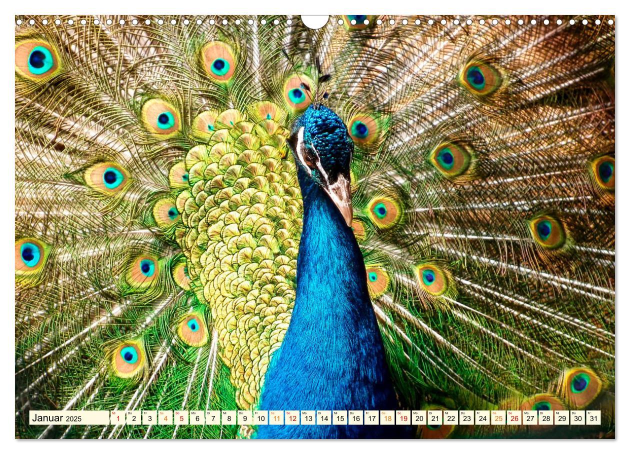 Bild: 9783383953156 | Schöner Pfau (Wandkalender 2025 DIN A3 quer), CALVENDO Monatskalender