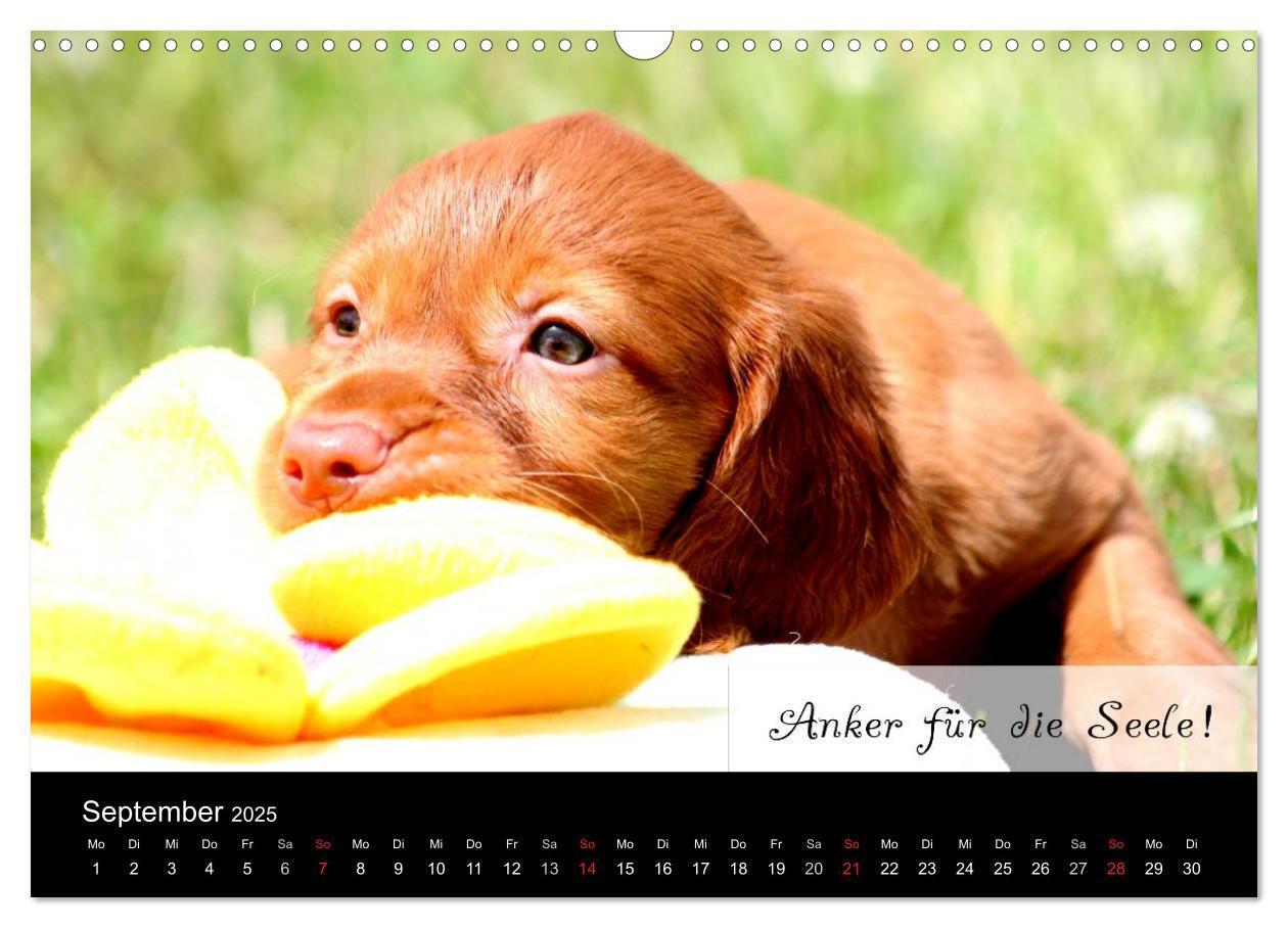 Bild: 9783435518838 | Magyar Vizsla - Zauberhafte Kobolde (Wandkalender 2025 DIN A3...