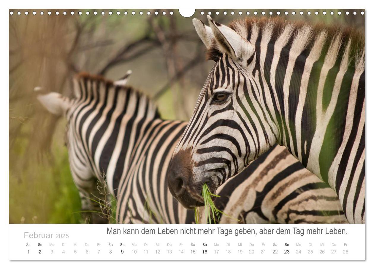 Bild: 9783435819065 | Tierische Glücksmomente mit Weisheiten (Wandkalender 2025 DIN A3...