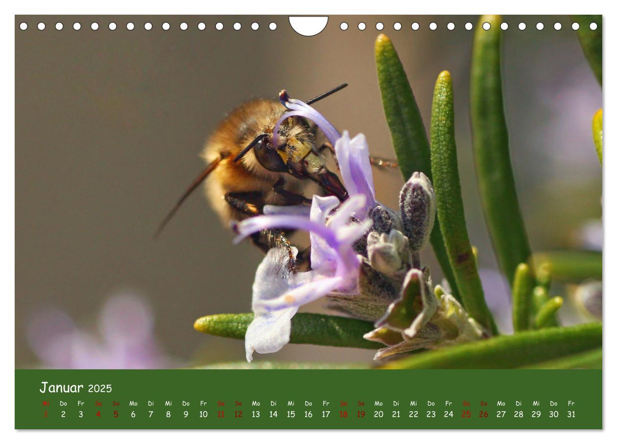 Bild: 9783435089192 | Insekten - Kleine Wunder (Wandkalender 2025 DIN A4 quer), CALVENDO...