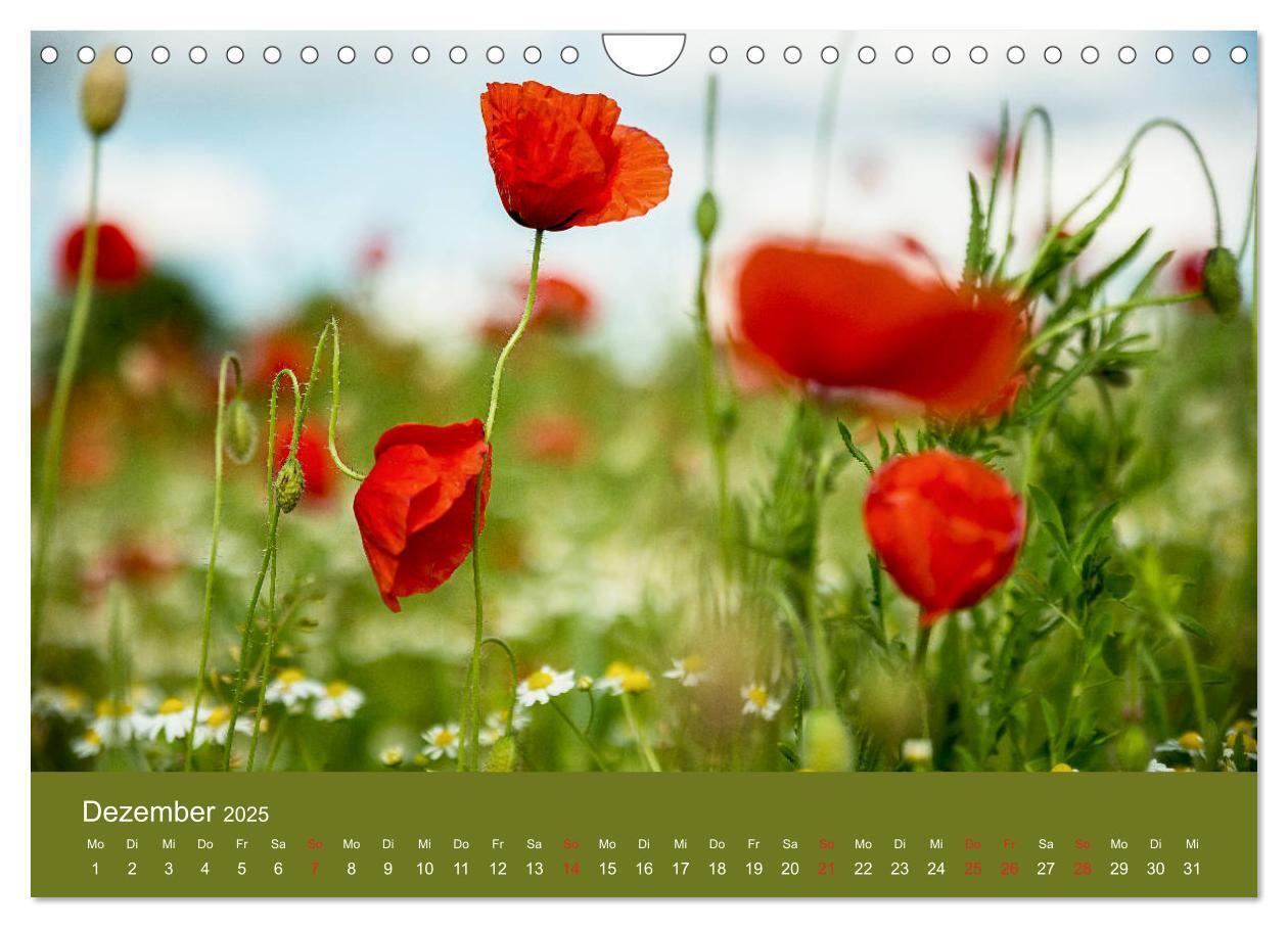 Bild: 9783435122967 | Mohnblumen Romantik (Wandkalender 2025 DIN A4 quer), CALVENDO...