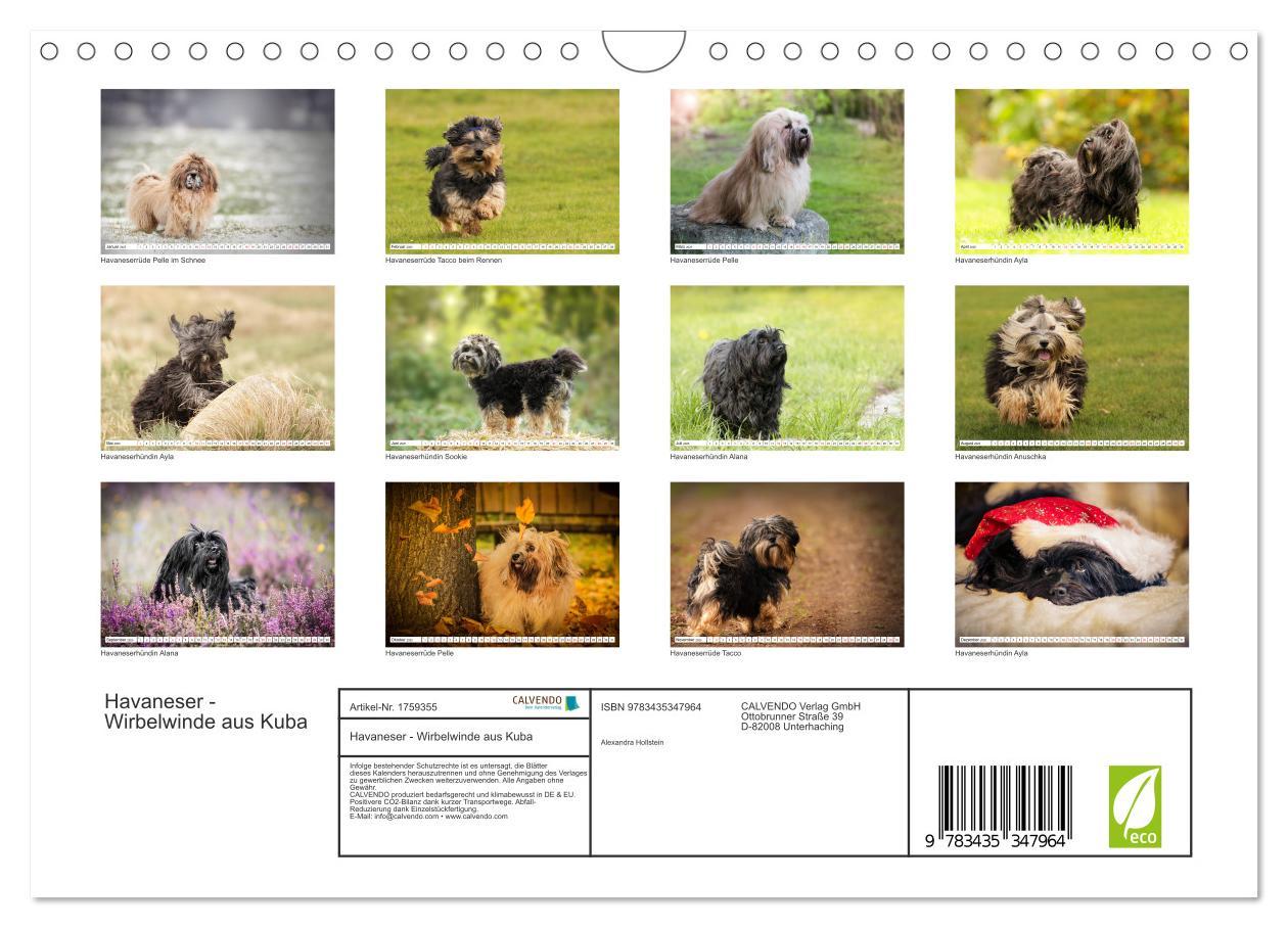 Bild: 9783435347964 | Havaneser - Wirbelwinde aus Kuba (Wandkalender 2025 DIN A4 quer),...