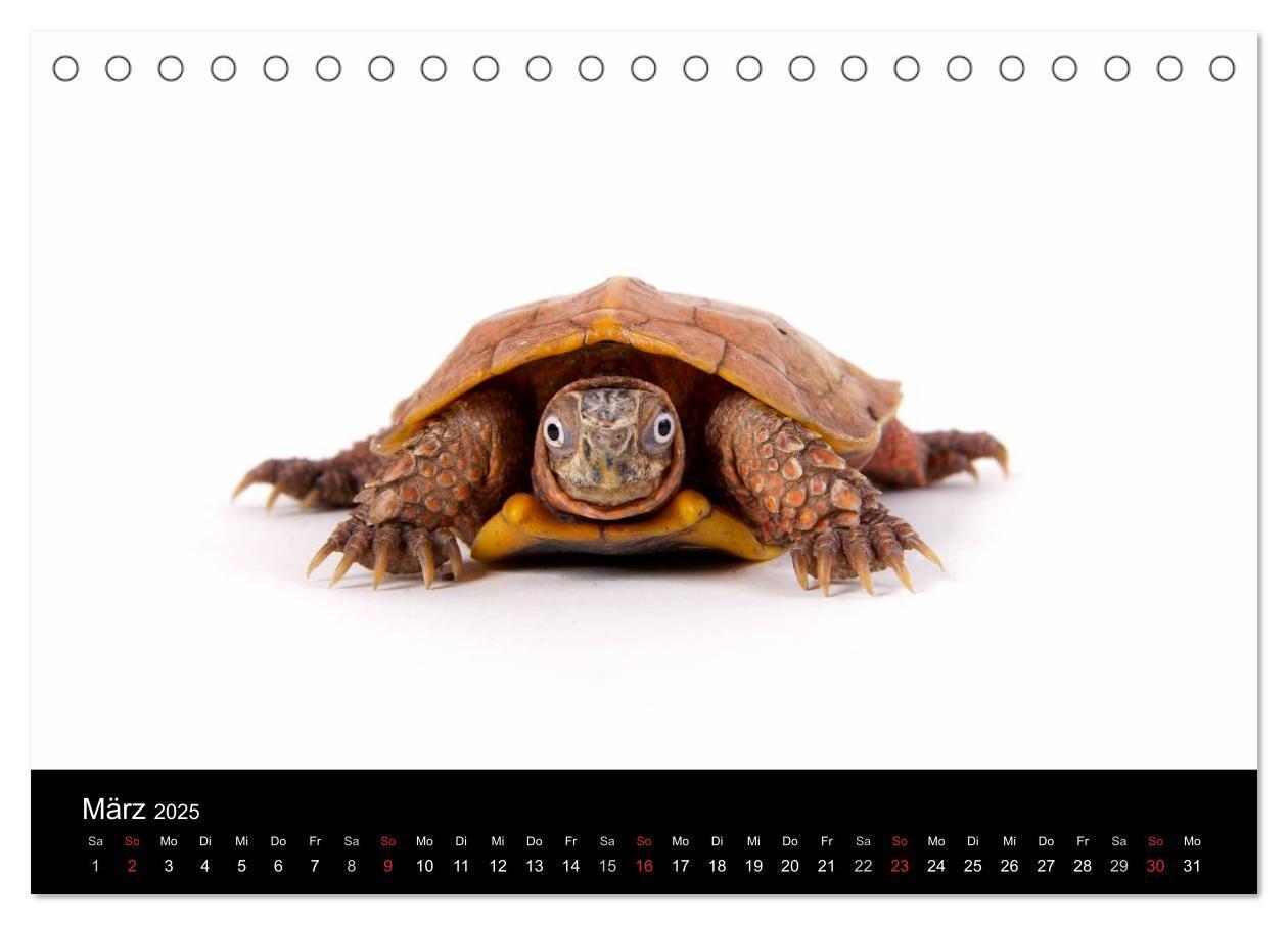 Bild: 9783435826315 | Reptilien &amp; Co. (Tischkalender 2025 DIN A5 quer), CALVENDO...