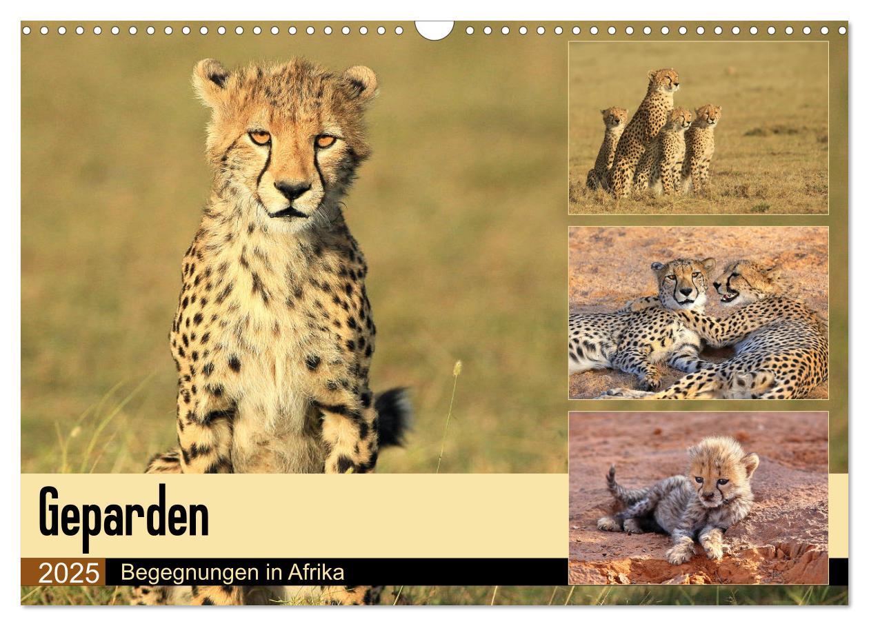 Cover: 9783435598625 | Geparden - Begegnungen in Afrika (Wandkalender 2025 DIN A3 quer),...