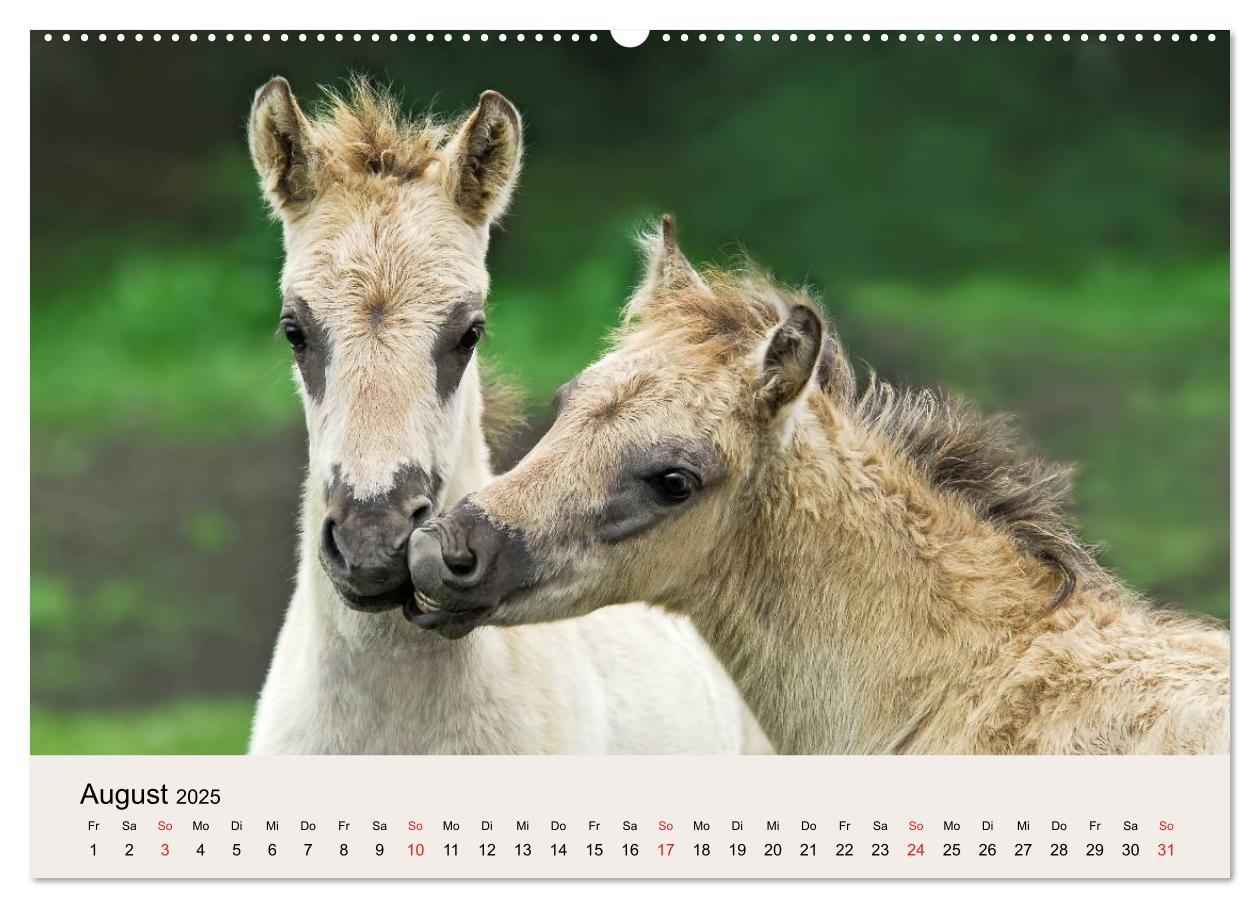 Bild: 9783435813056 | Dülmener Wildpferde (Wandkalender 2025 DIN A2 quer), CALVENDO...