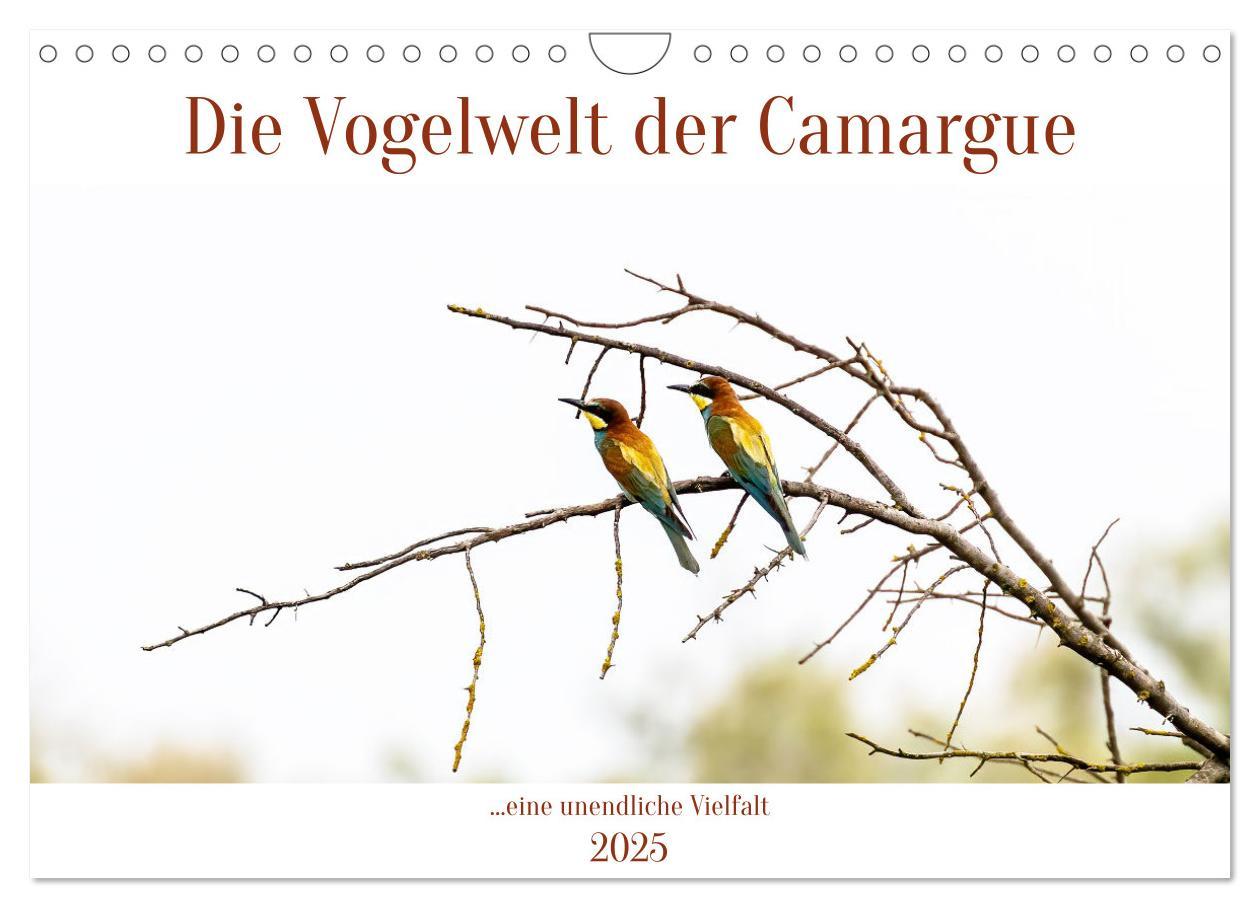 Cover: 9783383845499 | Die Vogelwelt der Camargue (Wandkalender 2025 DIN A4 quer),...